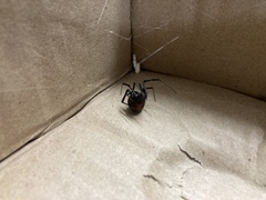 Latrodectus hasselti