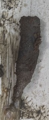 Phascolosoma arcuatum