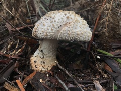 Amanita ochrophylloides