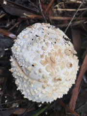 Amanita ochrophylloides