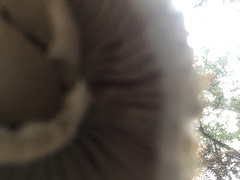 Amanita ochrophylloides