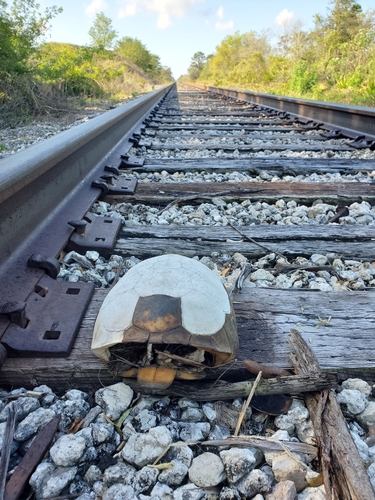 Gopher Tortoise, Florida, US, photo 10 of 10