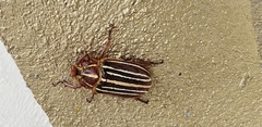 Polyphylla petitii