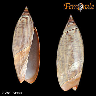 Agaronia testacea