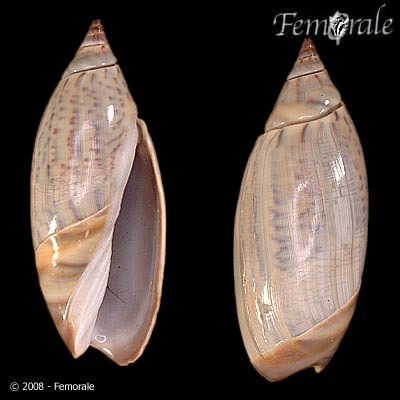 Agaronia testacea