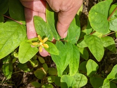 Hypericum hircinum