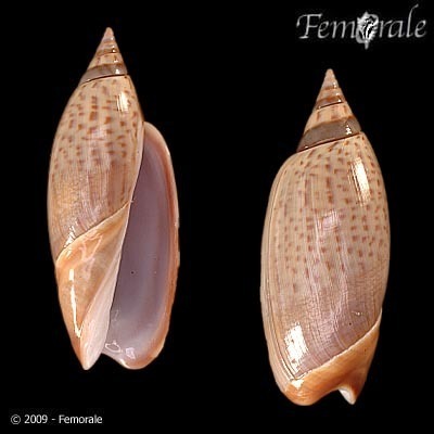 Agaronia testacea