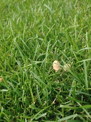 Panaeolus fimicola