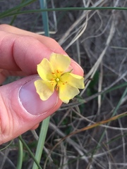 Crocanthemum brasiliense