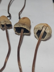 Panaeolus fimicola