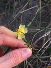 Crocanthemum brasiliense