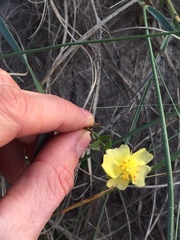 Crocanthemum brasiliense