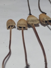 Panaeolus fimicola