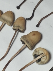 Panaeolus fimicola