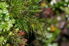 Dicranoloma menziesii