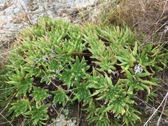 Dudleya virens virens