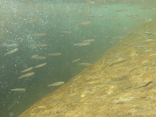 Texas Shiner