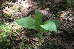Cypripedium reginae