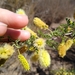 photo of Catclaw Acacia (Senegalia greggii)