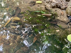 Hydrilla verticillata