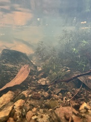 Hydrilla verticillata