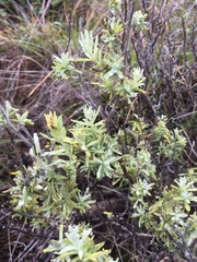 Castilleja grisea