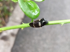 Ectemnonotum bivittatum