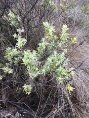 Castilleja grisea