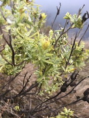 Castilleja grisea
