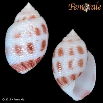 Representative image of Acteon