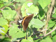 Biblis