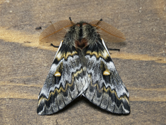 Ormiscodes schmidtnielseni