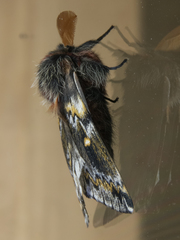 Ormiscodes schmidtnielseni