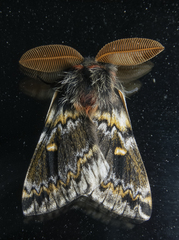 Ormiscodes schmidtnielseni