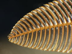 Ormiscodes schmidtnielseni