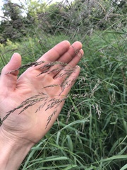 Agrostidinae