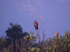Falco sparverius
