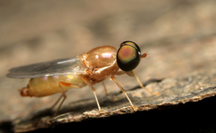 Cephalochrysa canadensis