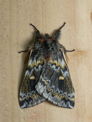 Ormiscodes schmidtnielseni