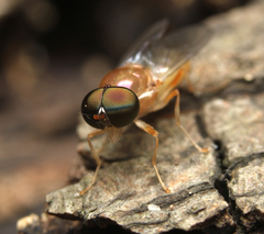 Cephalochrysa canadensis