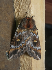 Ormiscodes schmidtnielseni