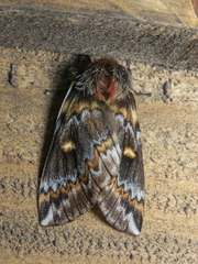 Ormiscodes schmidtnielseni