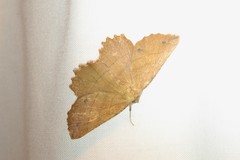 Euchlaena johnsonaria