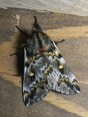 Ormiscodes schmidtnielseni