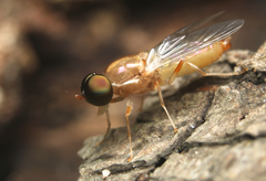 Cephalochrysa canadensis
