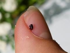 Anthonomus suturalis