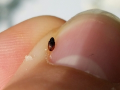 Anthonomus suturalis