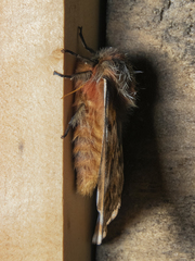 Ormiscodes schmidtnielseni