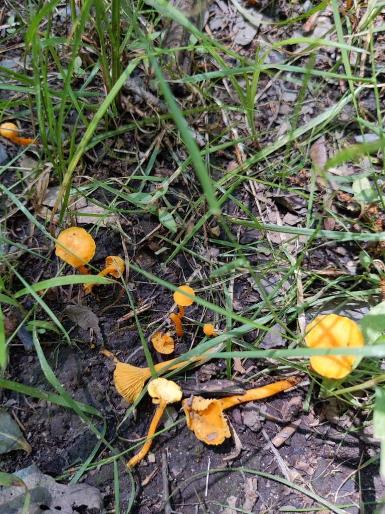 Small Chanterelle from New Castle County, US-DE, US on July 4, 2021 at ...