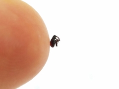 Anthonomus suturalis